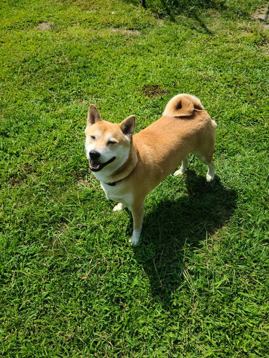 Enlarge Peeva, a Adoptable Shiba Inu in Toms River, NJ image 6/6