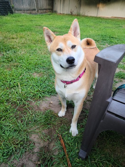 Enlarge Peeva, a Adoptable Shiba Inu in Toms River, NJ image 4/6
