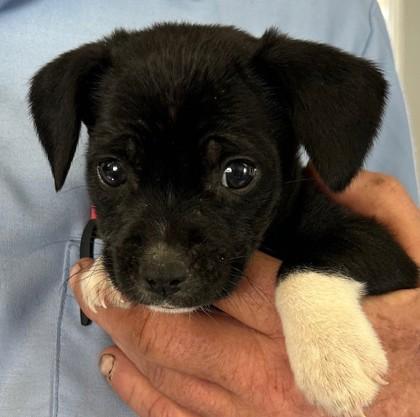 Rubie, Adoptable, Puppy Female Labrador Retriever & Mixed Breed.