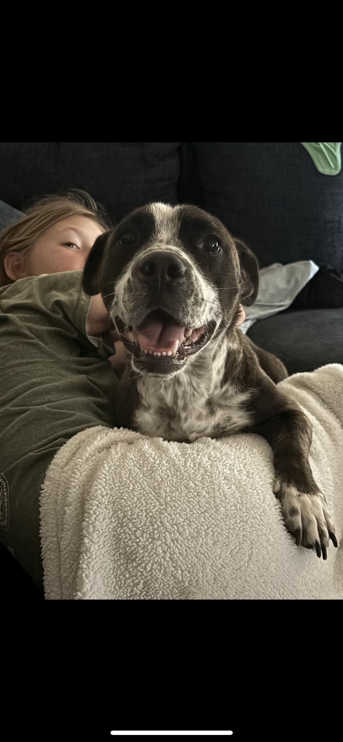 Allie, Adoptable, Young Female Terrier & English Bulldog.