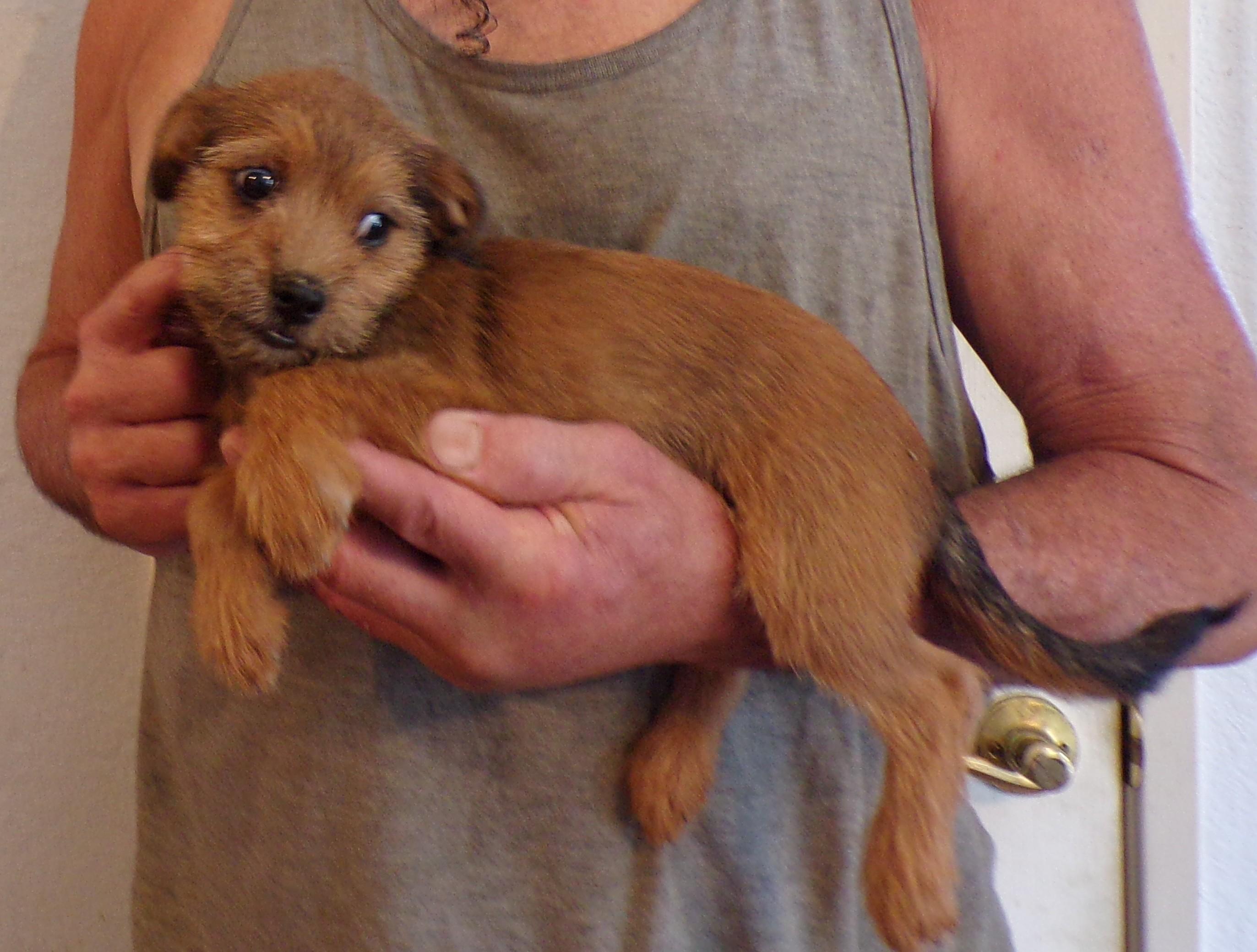 HARLIN, a ADOPTABLE mixed breed in Corona, CA image 3/3