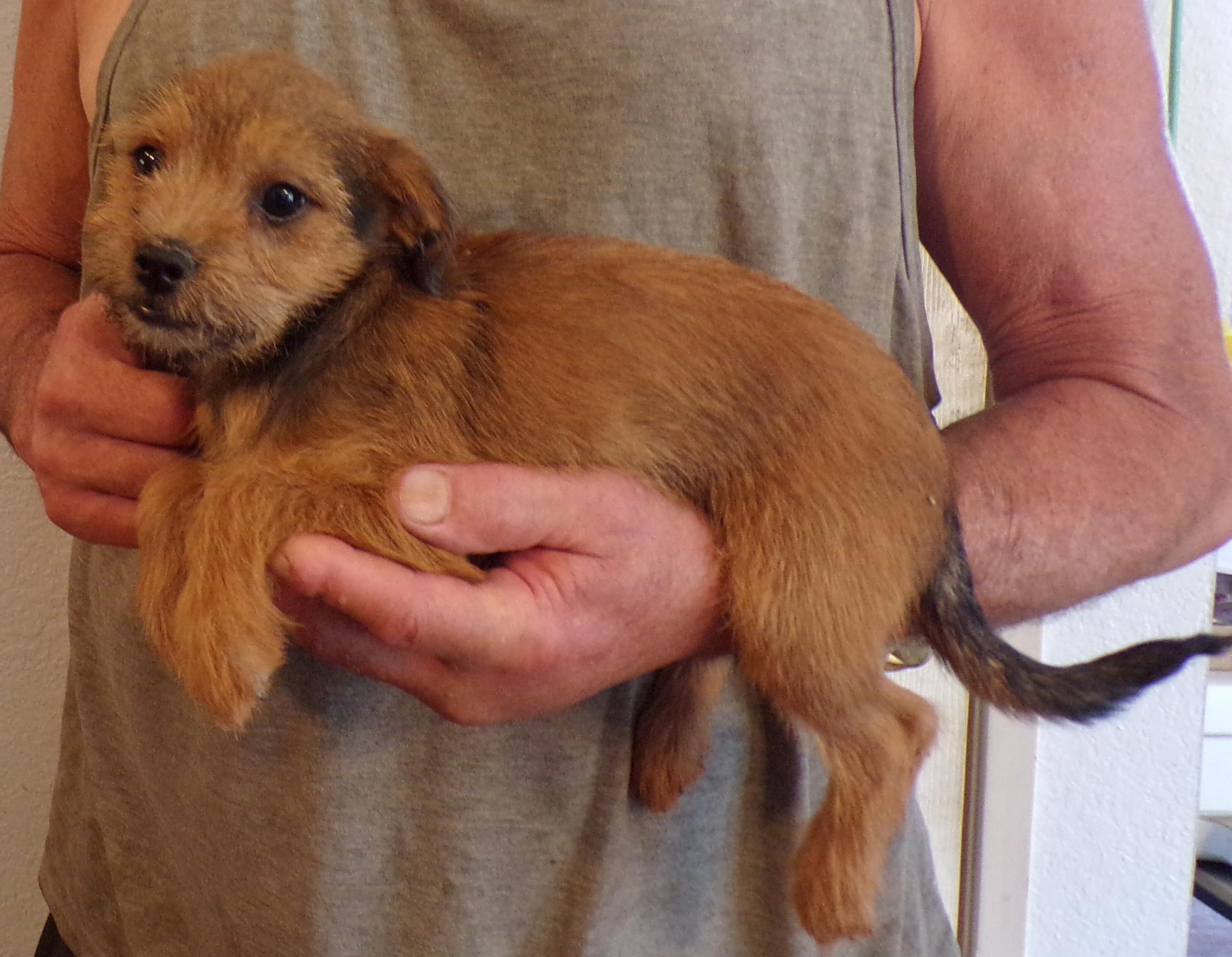 HARLIN, a ADOPTABLE mixed breed in Corona, CA image 2/3