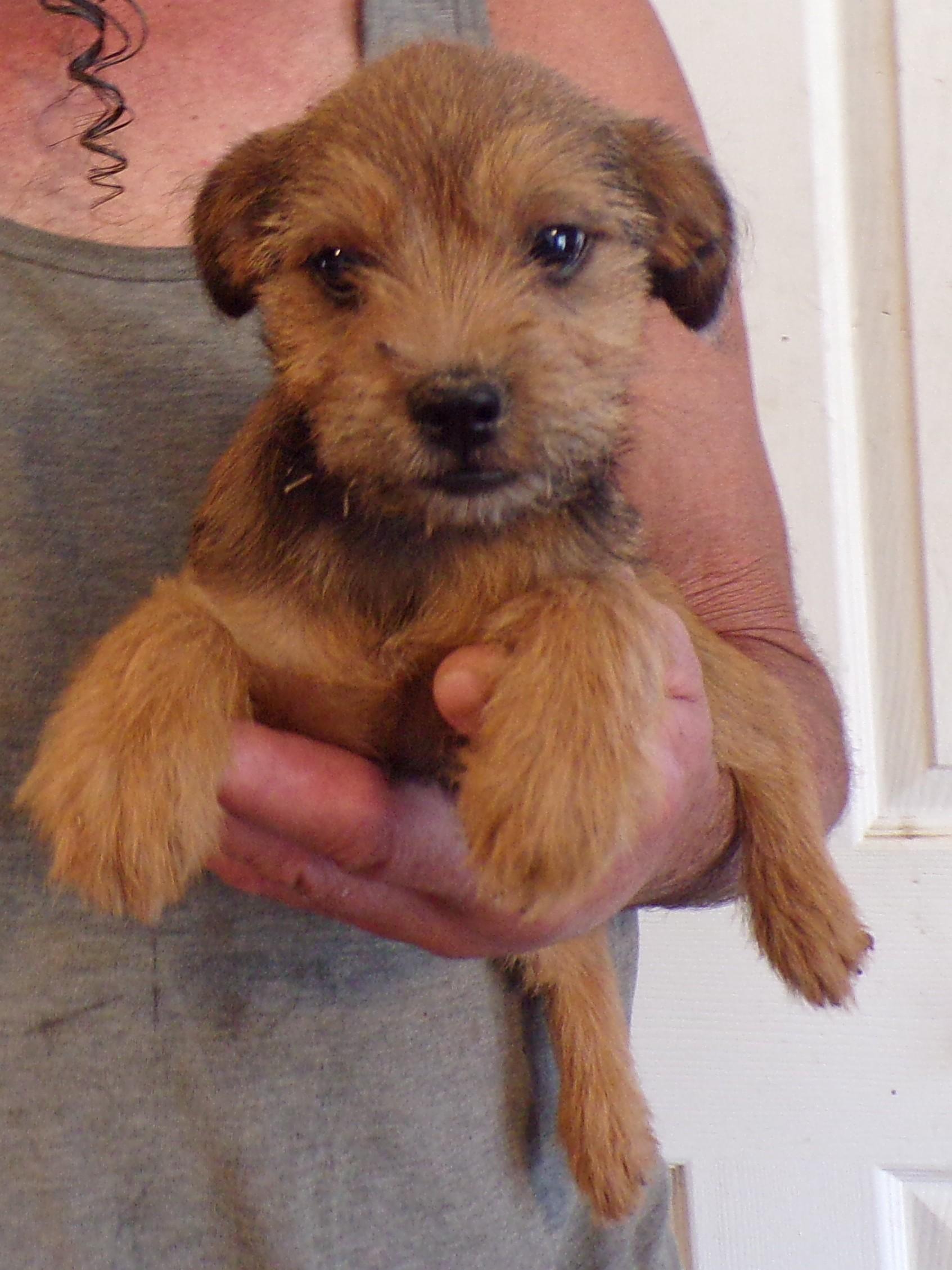 HARLIN, a ADOPTABLE mixed breed in Corona, CA image 1/3