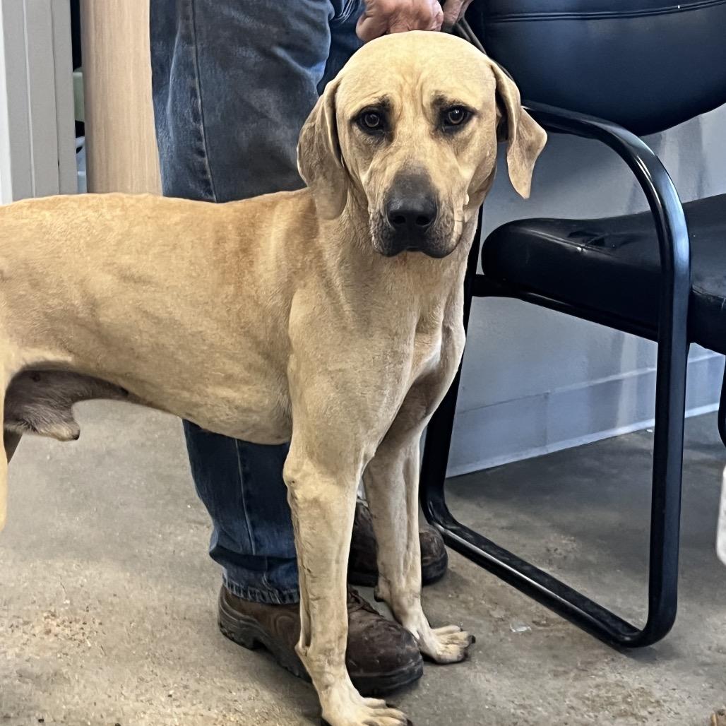 Enlarge Cowboy, a Adoptable mixed breed in Marshall, TX image 1/1