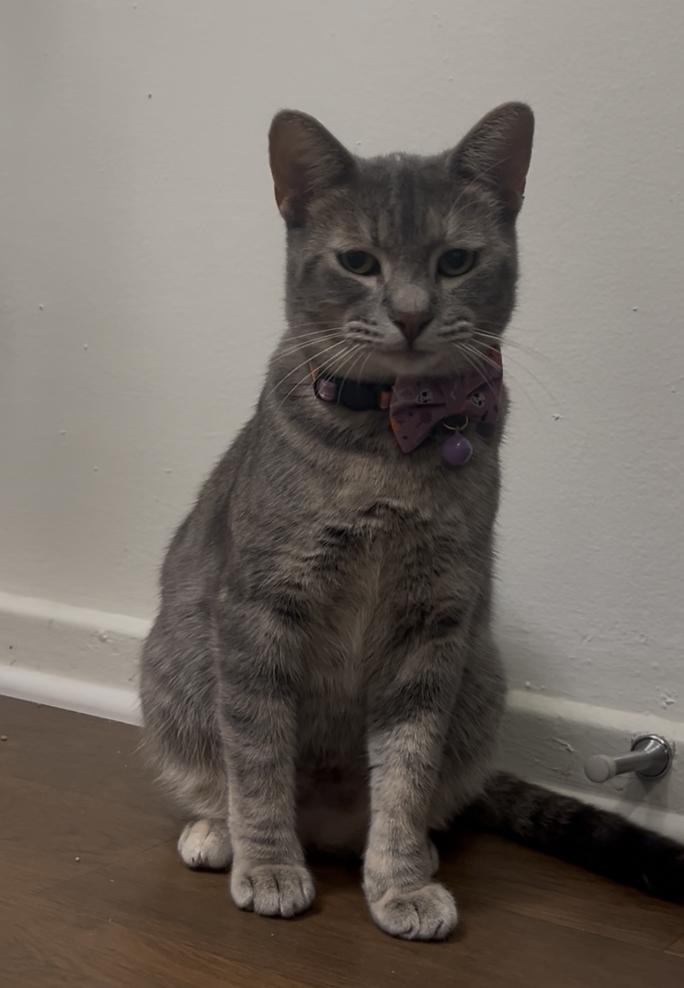 Muffin, a Adoptable American Shorthair in Beverly Hills, CA image 3/4