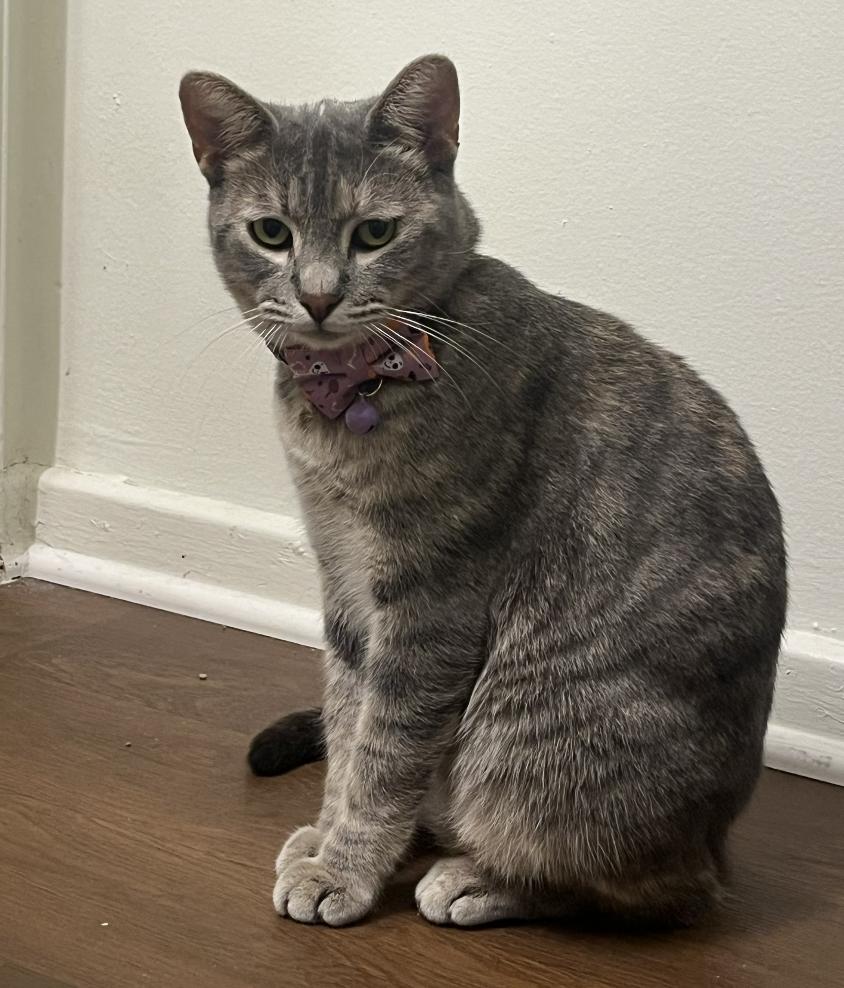 Muffin, Adoptable, Young Female American Shorthair.