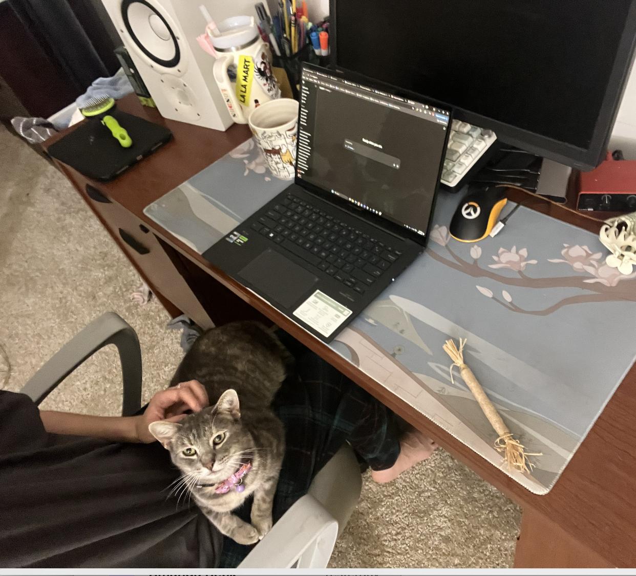 Muffin, a Adoptable American Shorthair in Beverly Hills, CA image 4/4