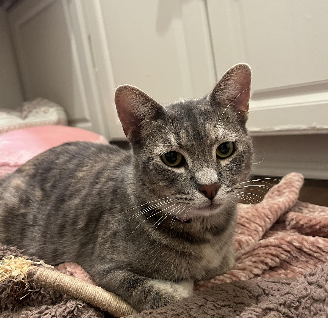 Muffin, a Adoptable American Shorthair in Beverly Hills, CA image 2/4