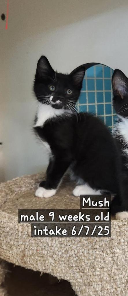 Mush, Adopted, Young Male Domestic Short Hair.