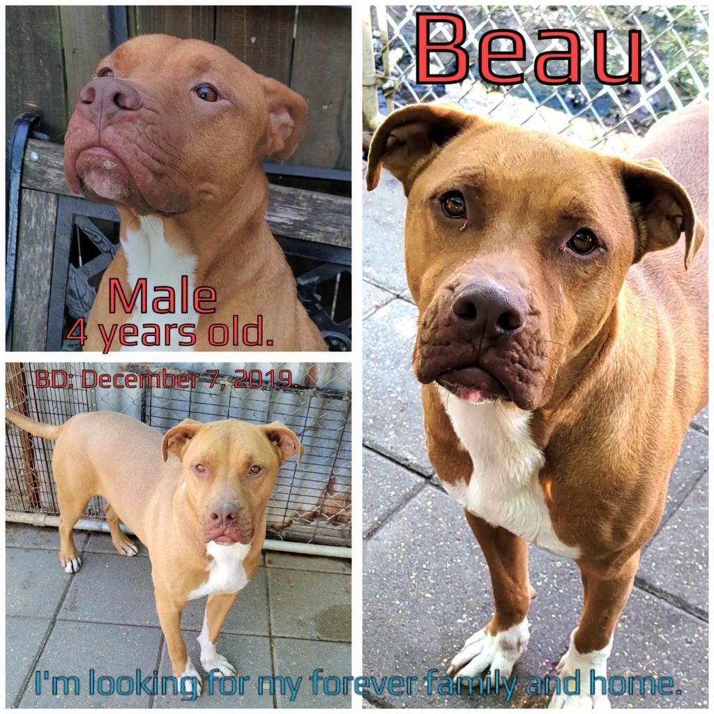 Beau, Adoptable, Adult Male Mixed Breed.