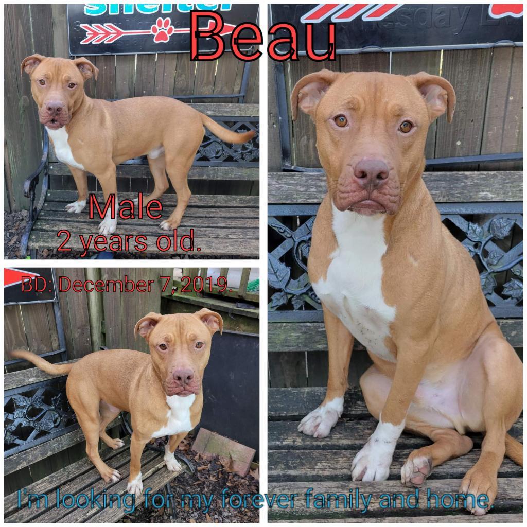 Beau — thumbnail 2