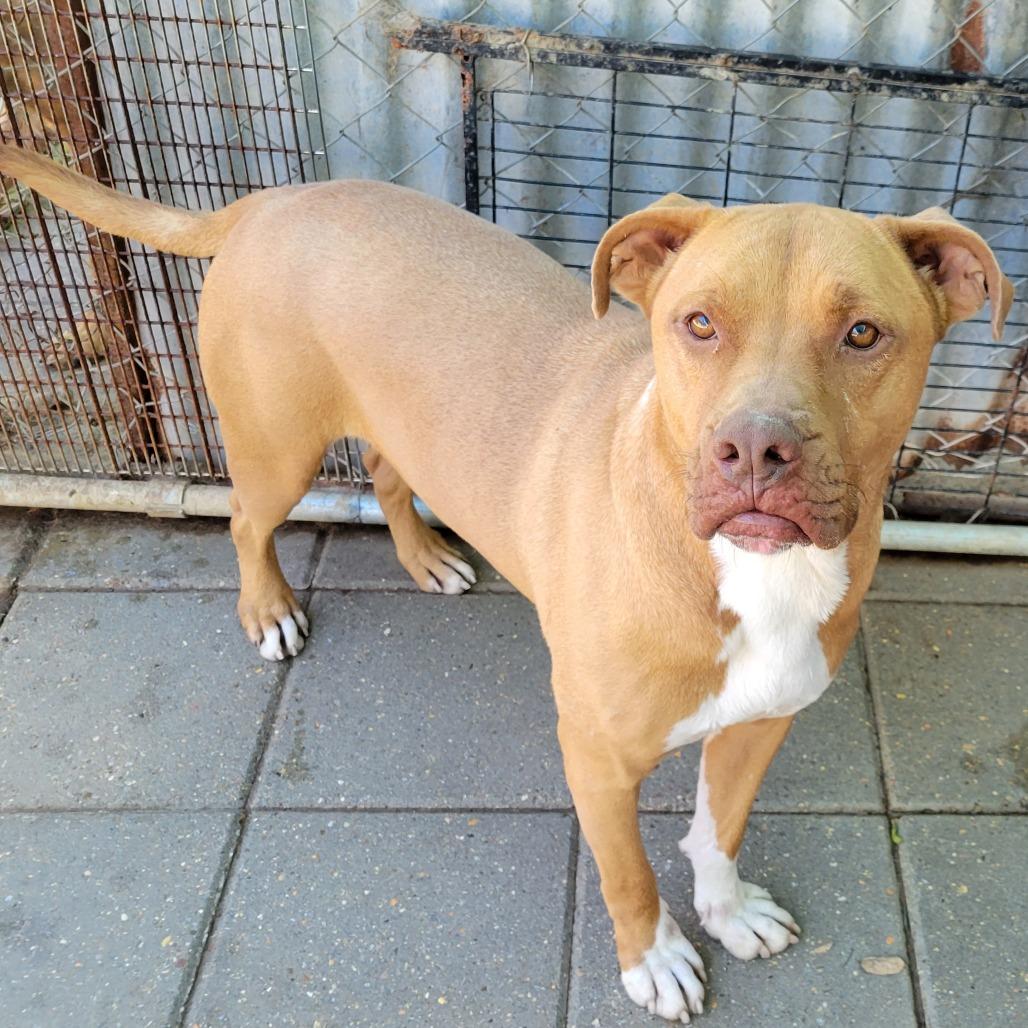 Enlarge Beau, a Adoptable Mixed Breed in Boaz, AL image 3/3