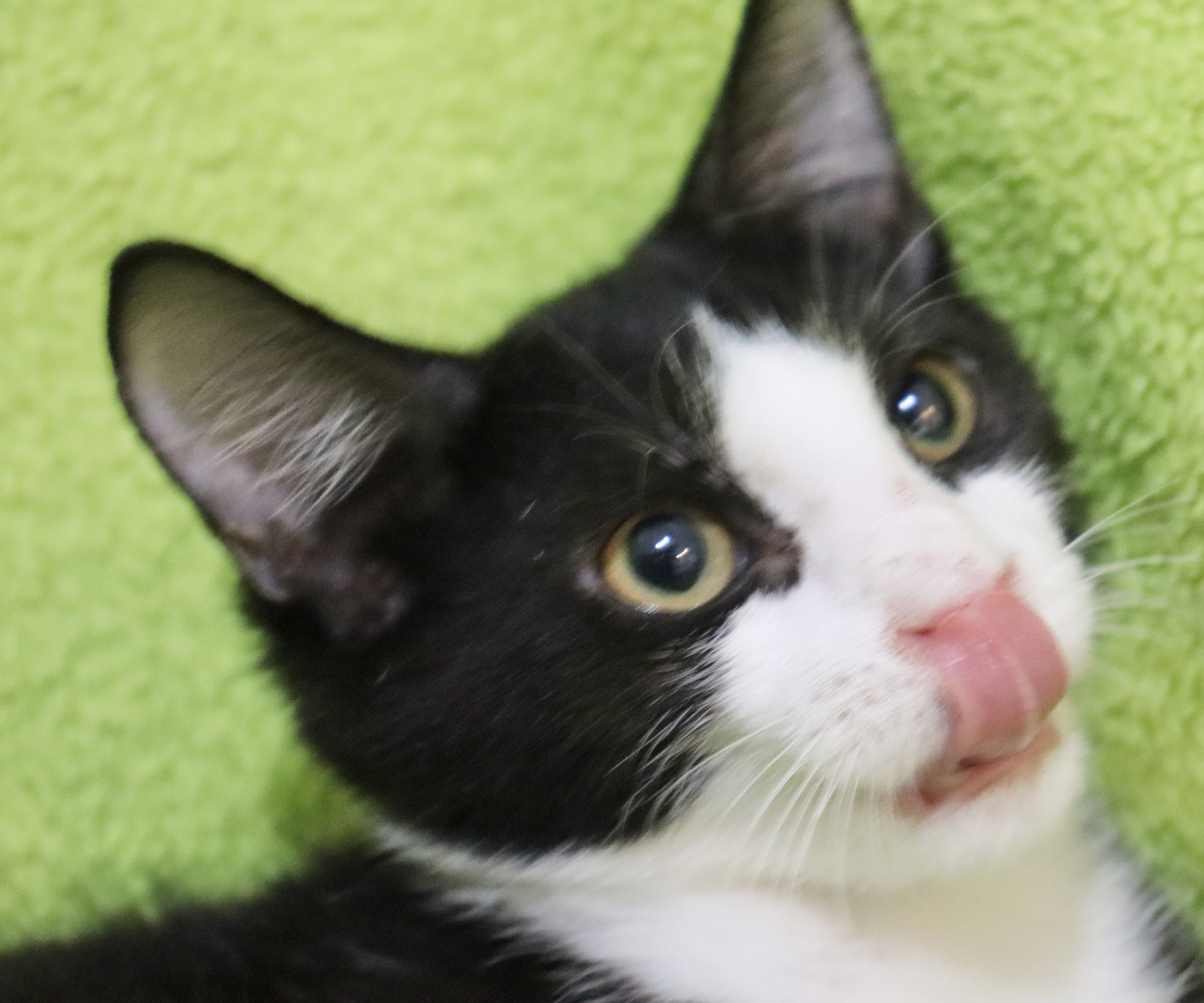 Panda, a Adoptable mixed breed in Saint Augustine, FL image 1/4