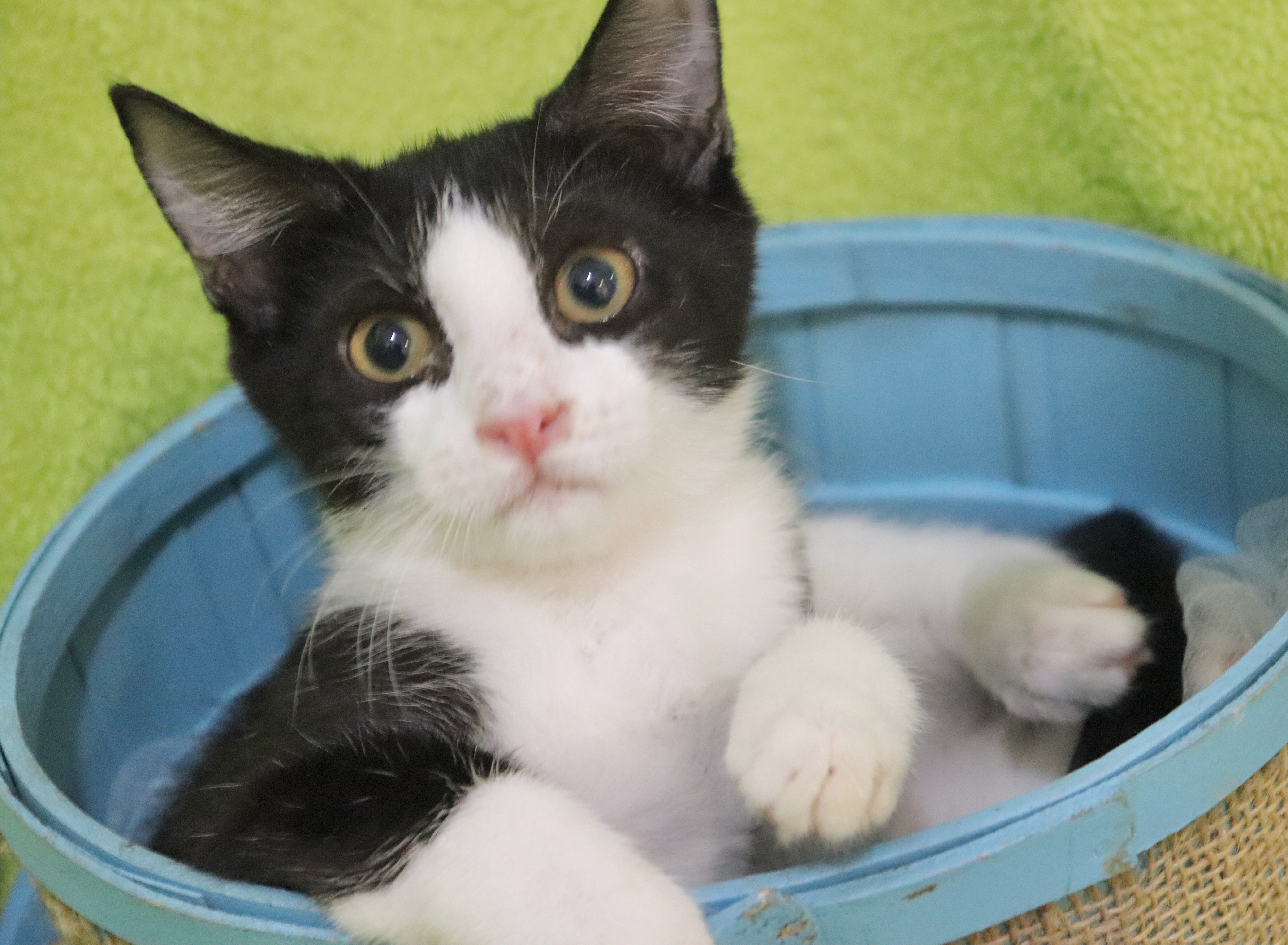 Panda, a Adoptable mixed breed in Saint Augustine, FL image 2/4