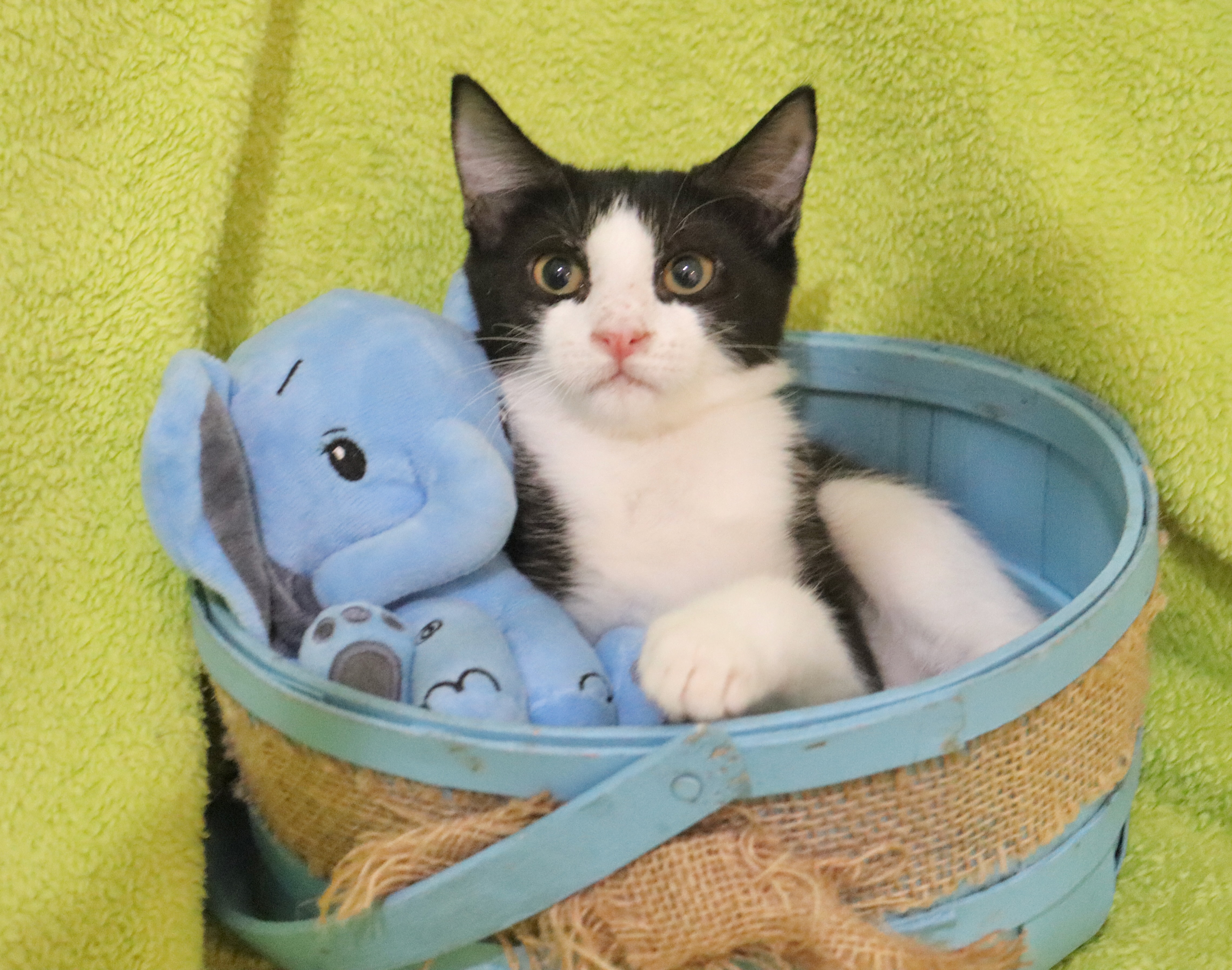 Panda, a Adoptable mixed breed in Saint Augustine, FL image 3/4