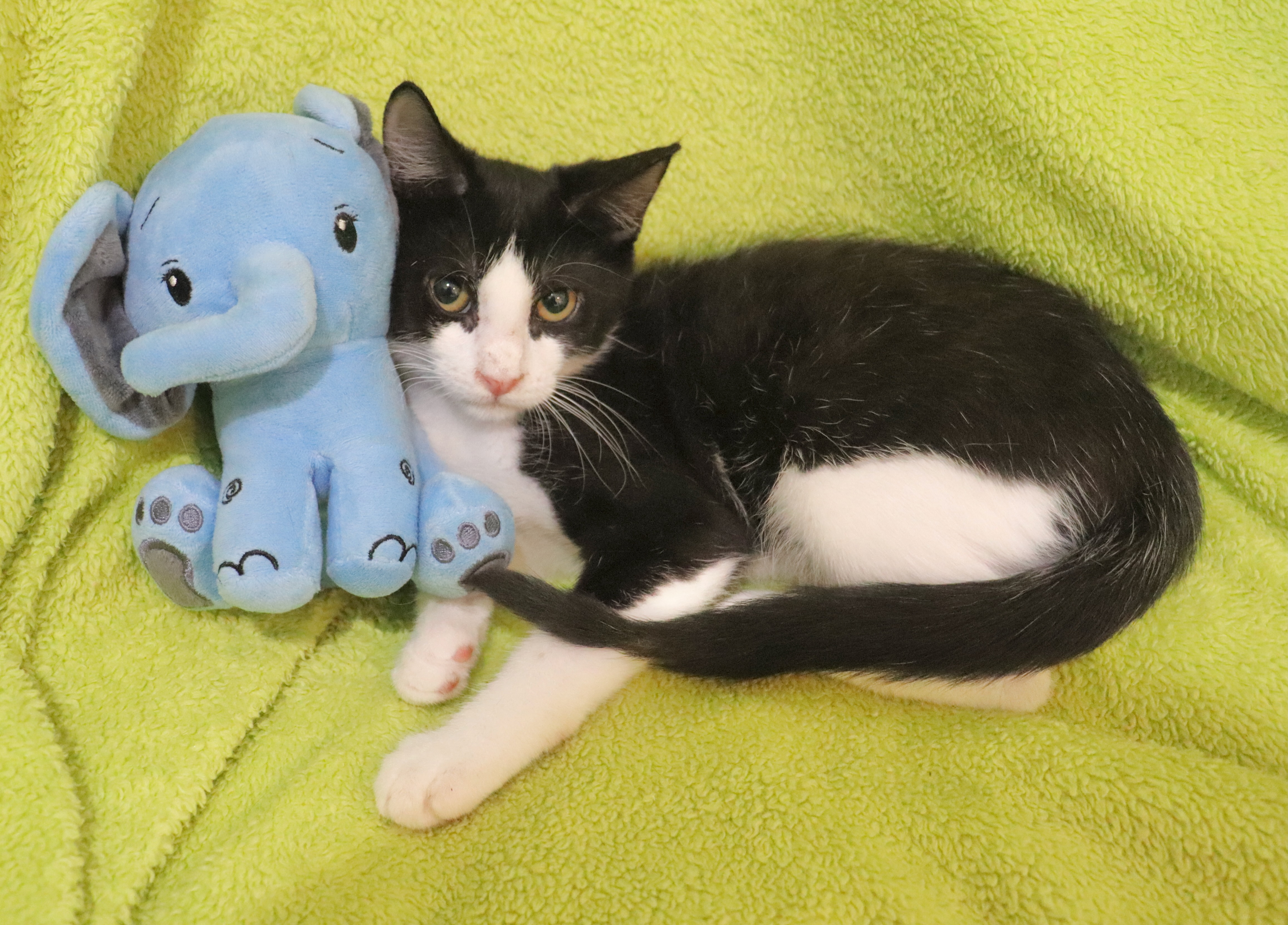 Panda, a Adoptable mixed breed in Saint Augustine, FL image 4/4