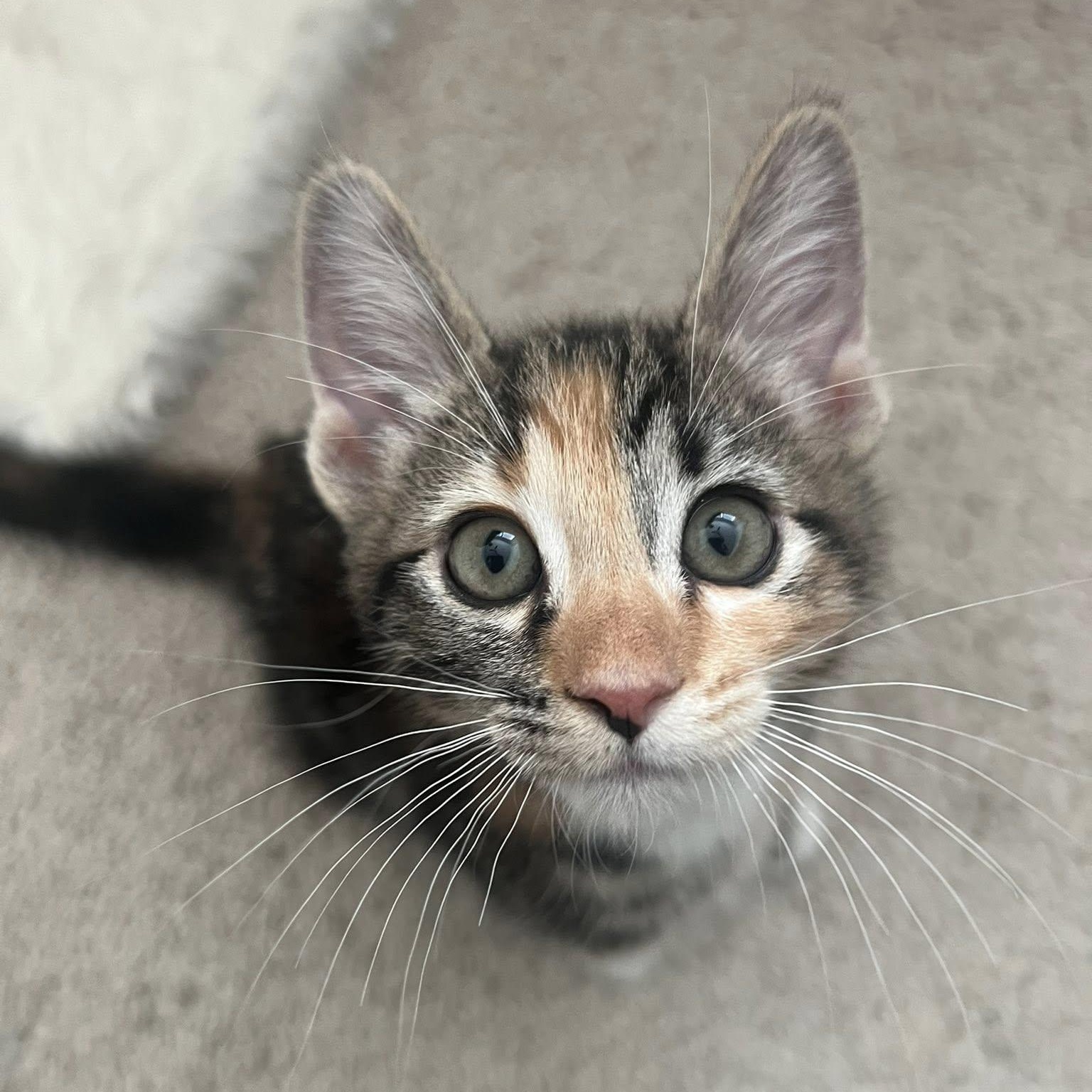 Saffron, ADOPTABLE, Kitten Female Domestic Short Hair.