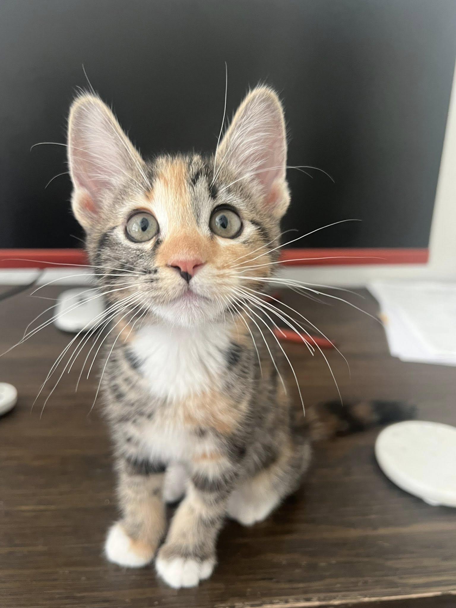 Enlarge Saffron, a ADOPTABLE Domestic Short Hair in Queen Creek, AZ image 2/6