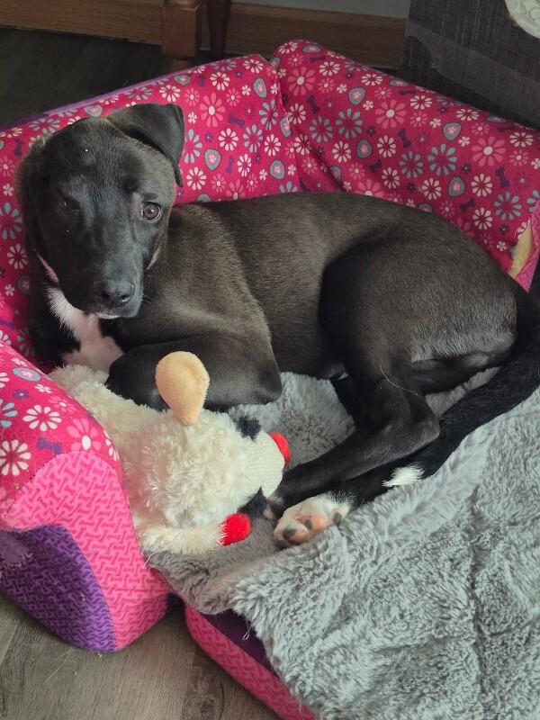 Arlo, Adoptable, Young Male Mixed Breed.