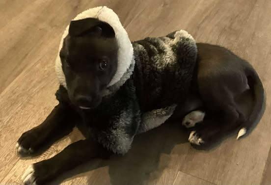 Arlo, Adoptable, Young Male Mixed Breed.