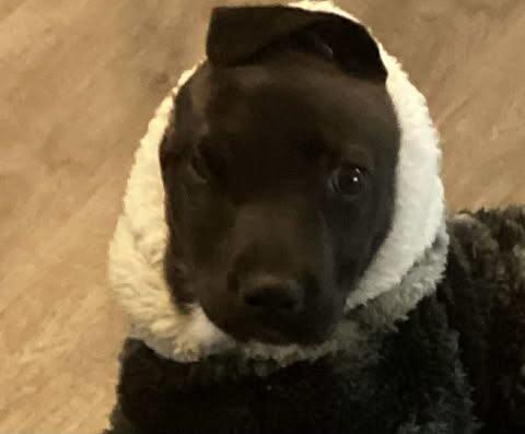 Enlarge Arlo, a Adoptable Mixed Breed in Athens, ON image 2/4