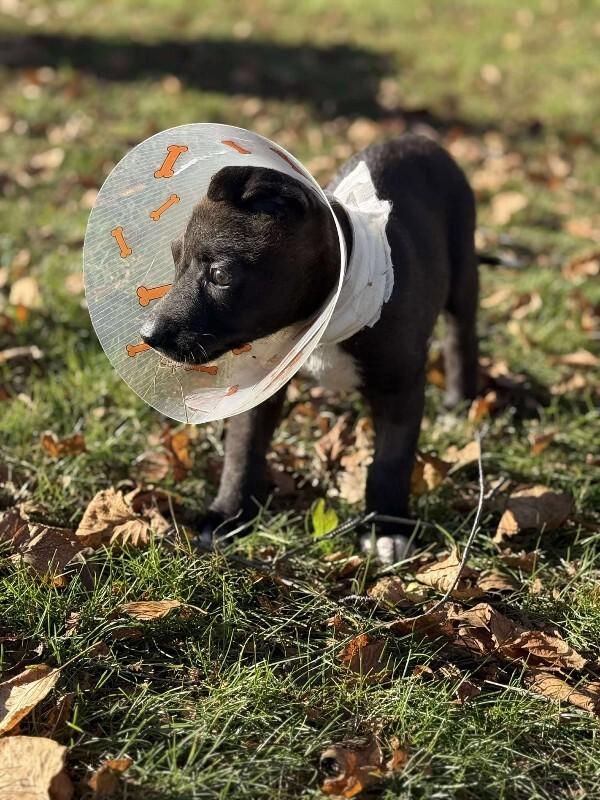 Enlarge Arlo, a Adoptable Mixed Breed in Athens, ON image 3/4