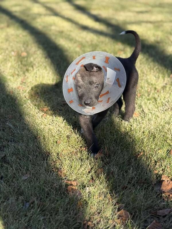 Enlarge Arlo, a Adoptable Mixed Breed in Athens, ON image 4/4