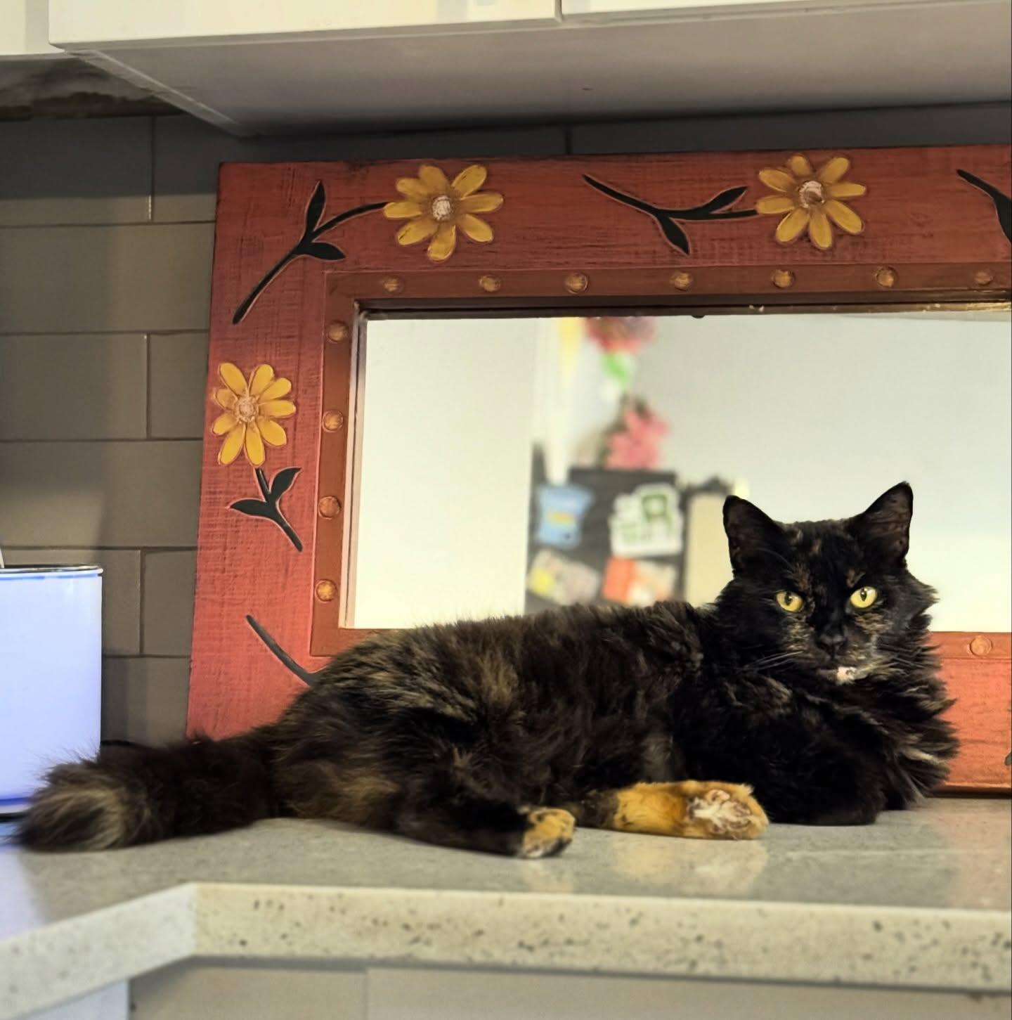 Pretty Girl, ADOPTABLE, Adult Female Domestic Medium Hair.