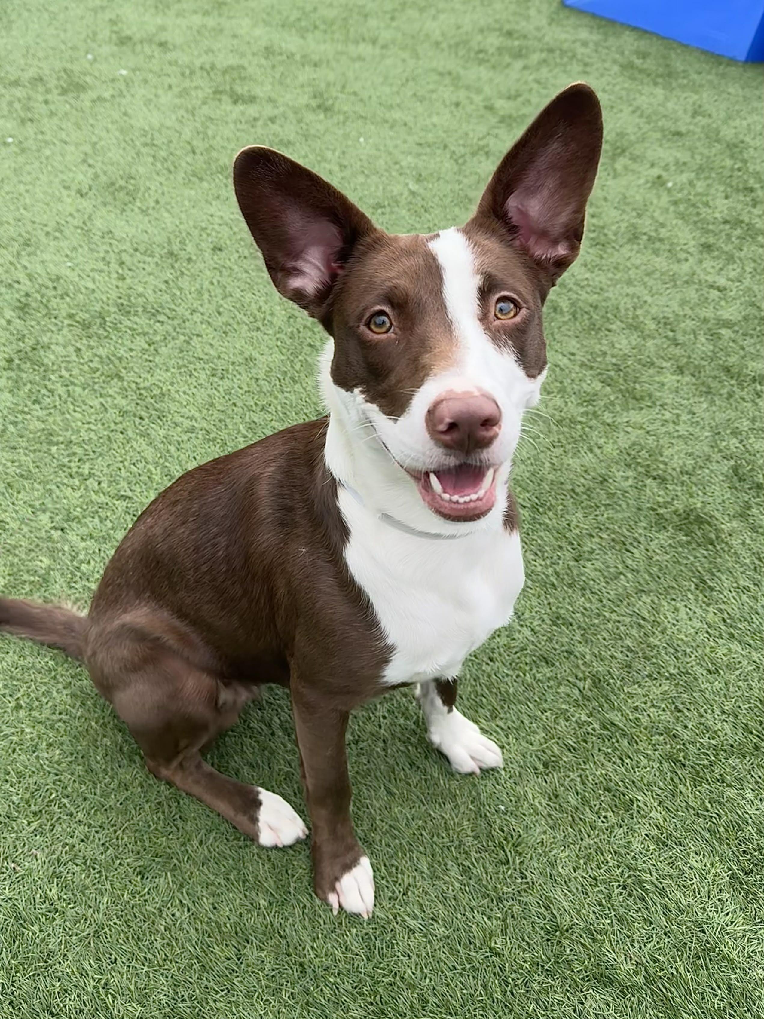 Enlarge Briar , an adoptable mixed breed in Bend, OR image 5/5