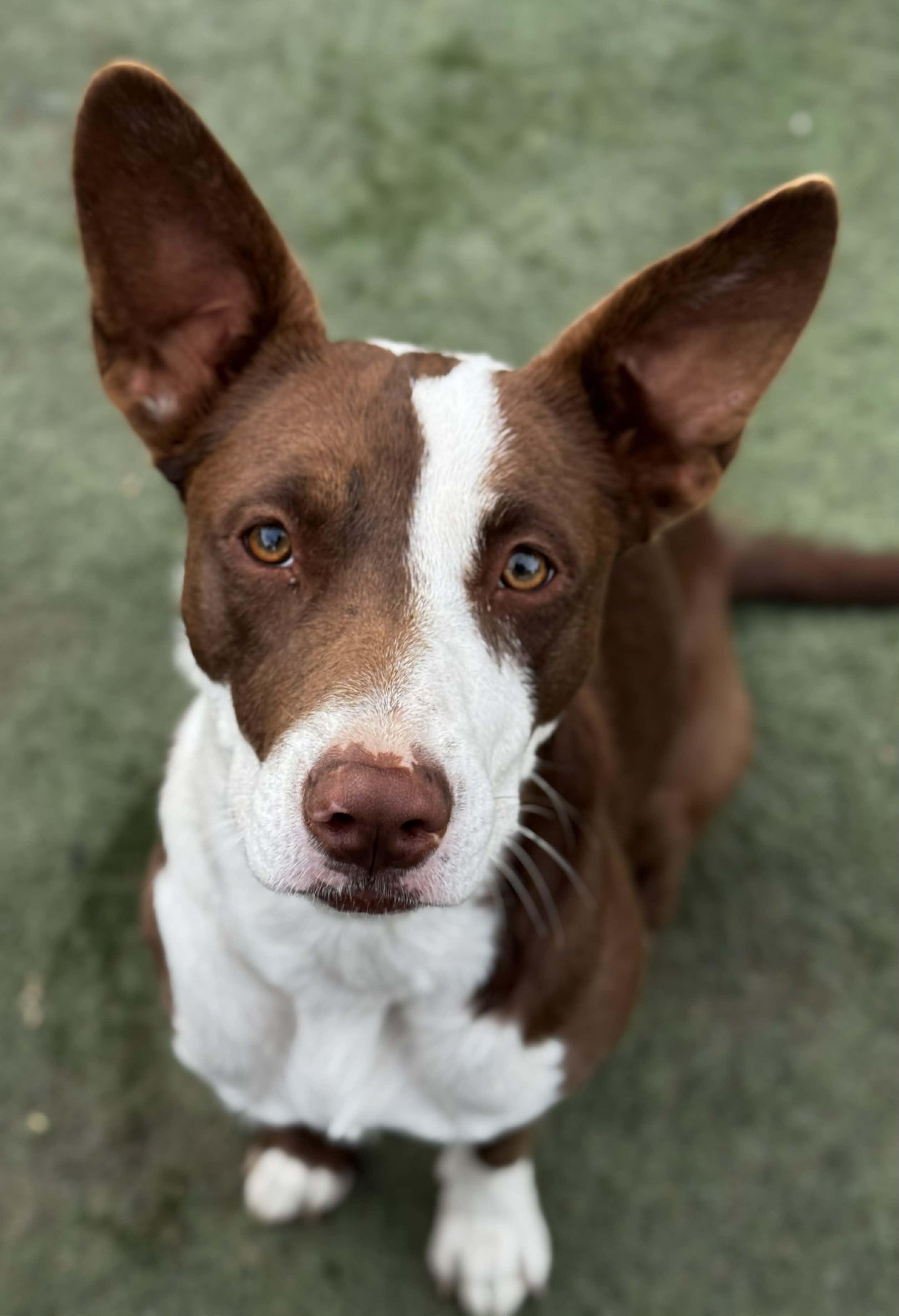 Enlarge Briar , an adoptable mixed breed in Bend, OR image 1/6