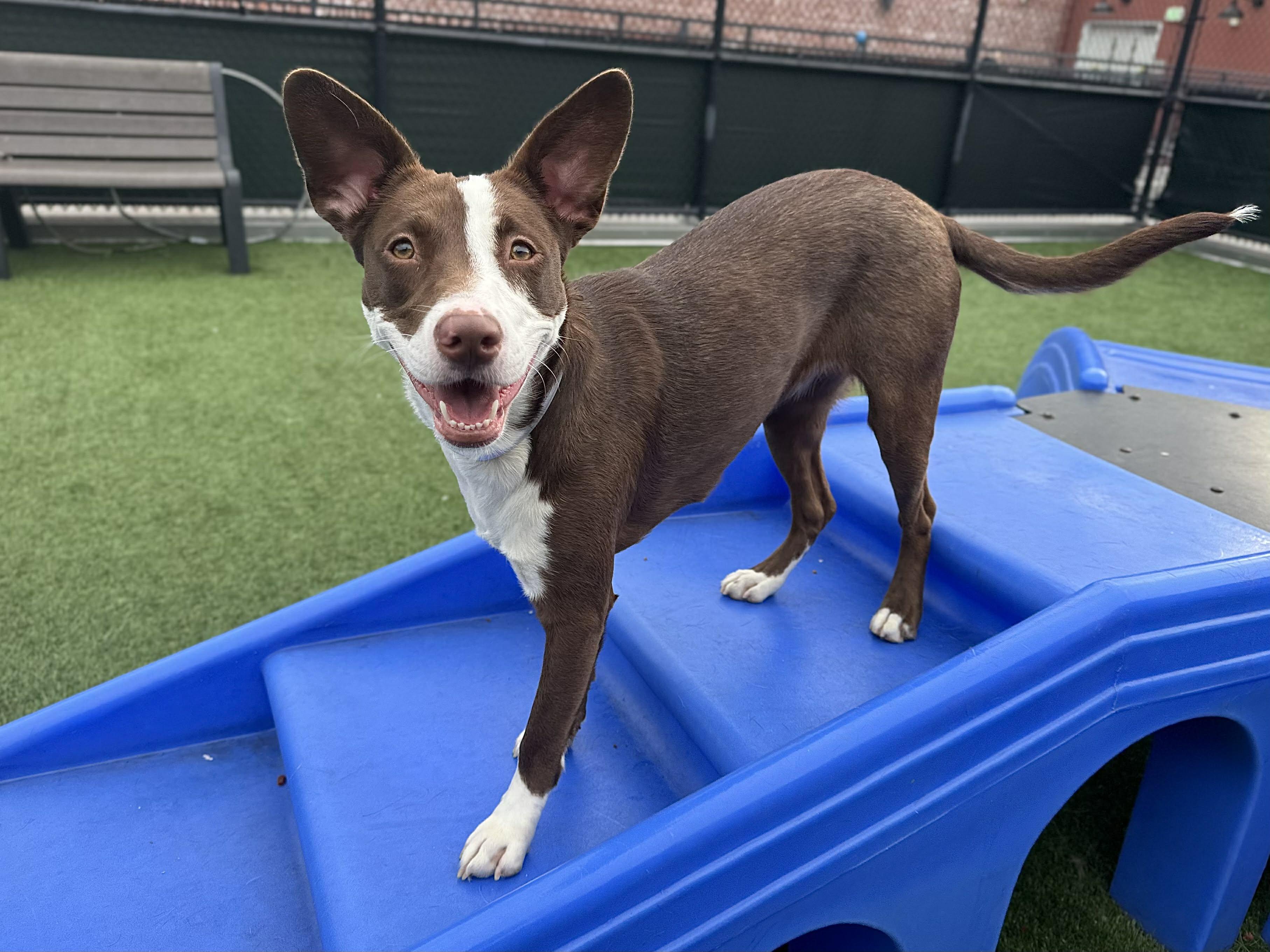Enlarge Briar , an adoptable mixed breed in Bend, OR image 4/5