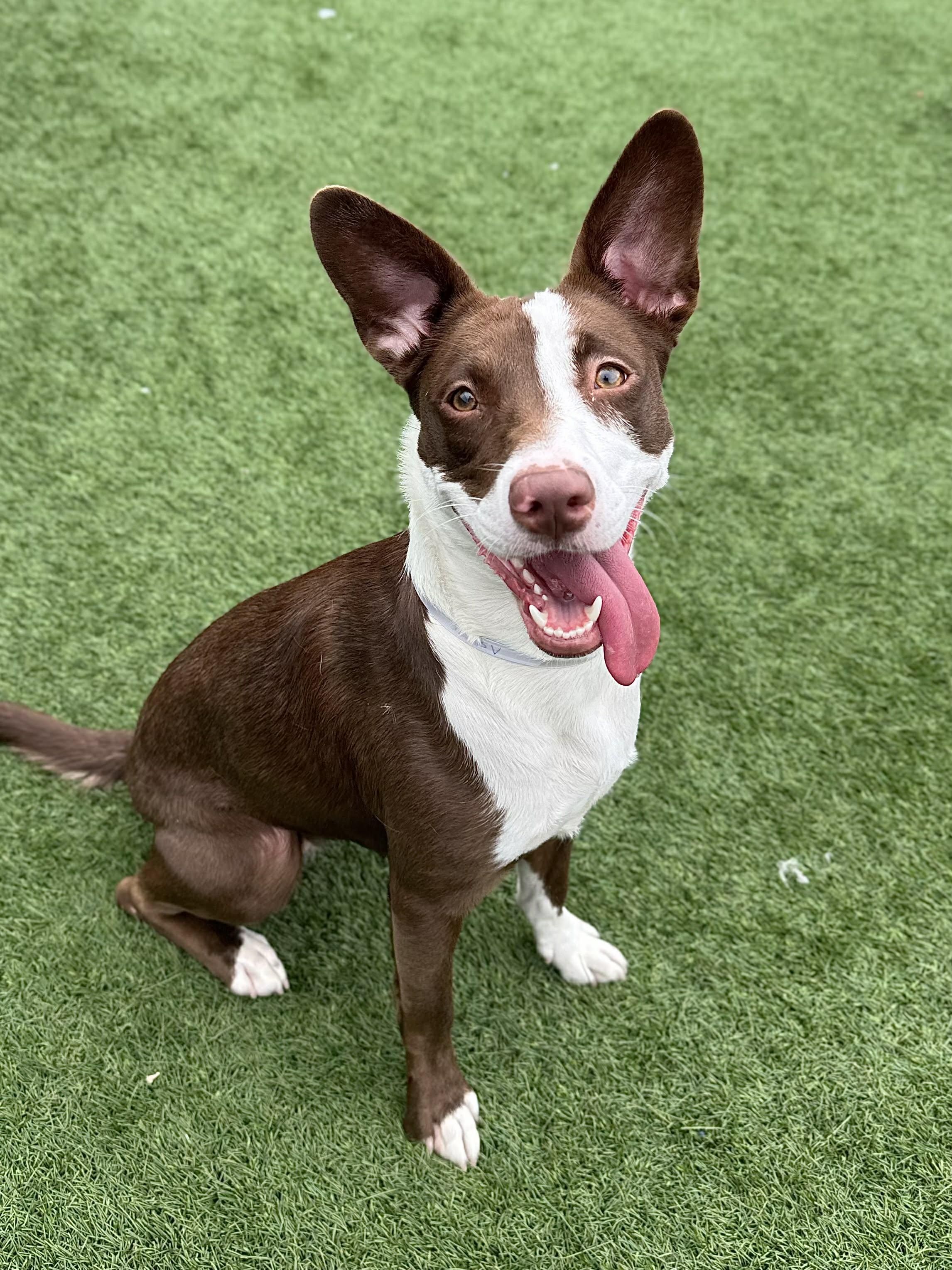 Enlarge Briar , an adoptable mixed breed in Bend, OR image 3/5