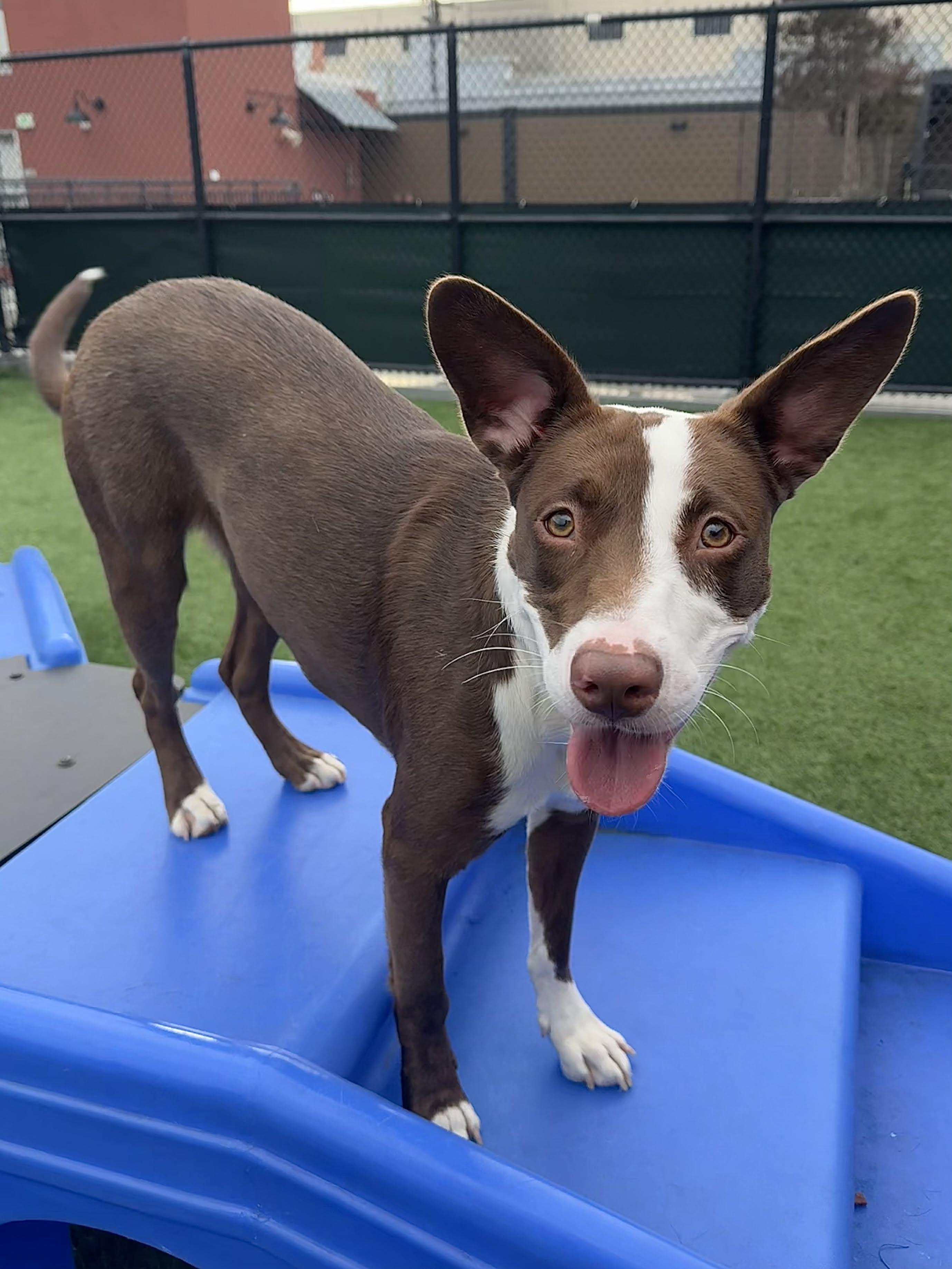 Enlarge Briar , an adoptable mixed breed in Bend, OR image 1/5