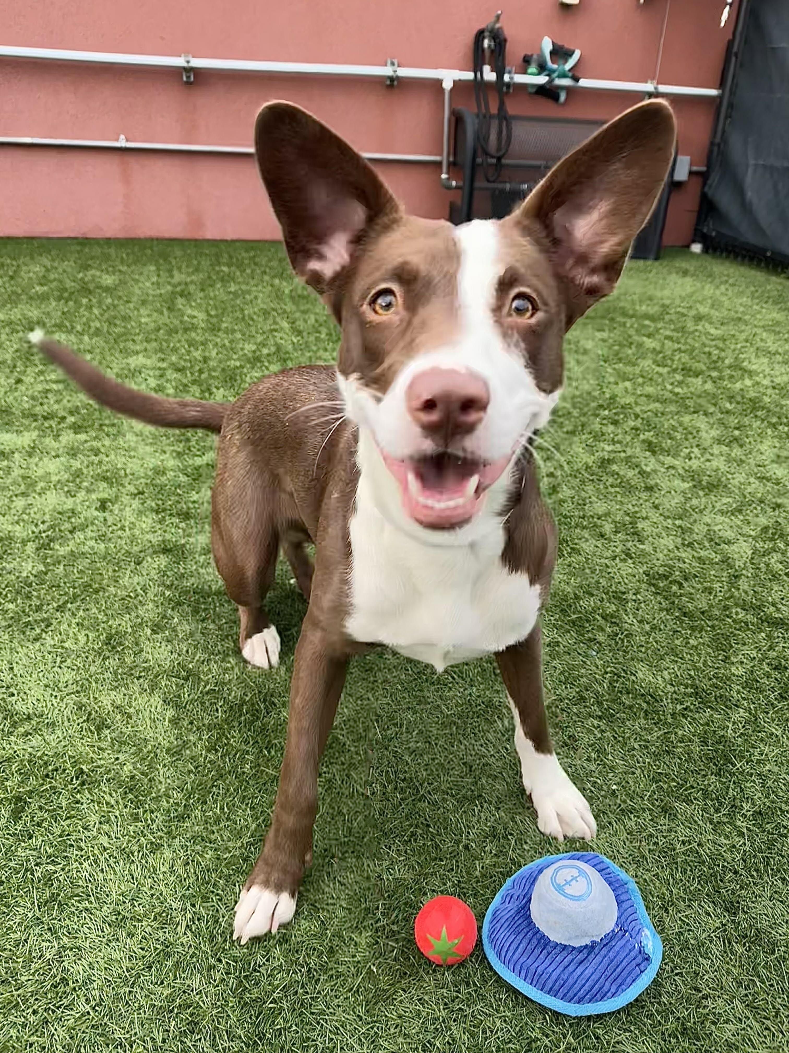 Enlarge Briar , an adoptable mixed breed in Bend, OR image 2/5