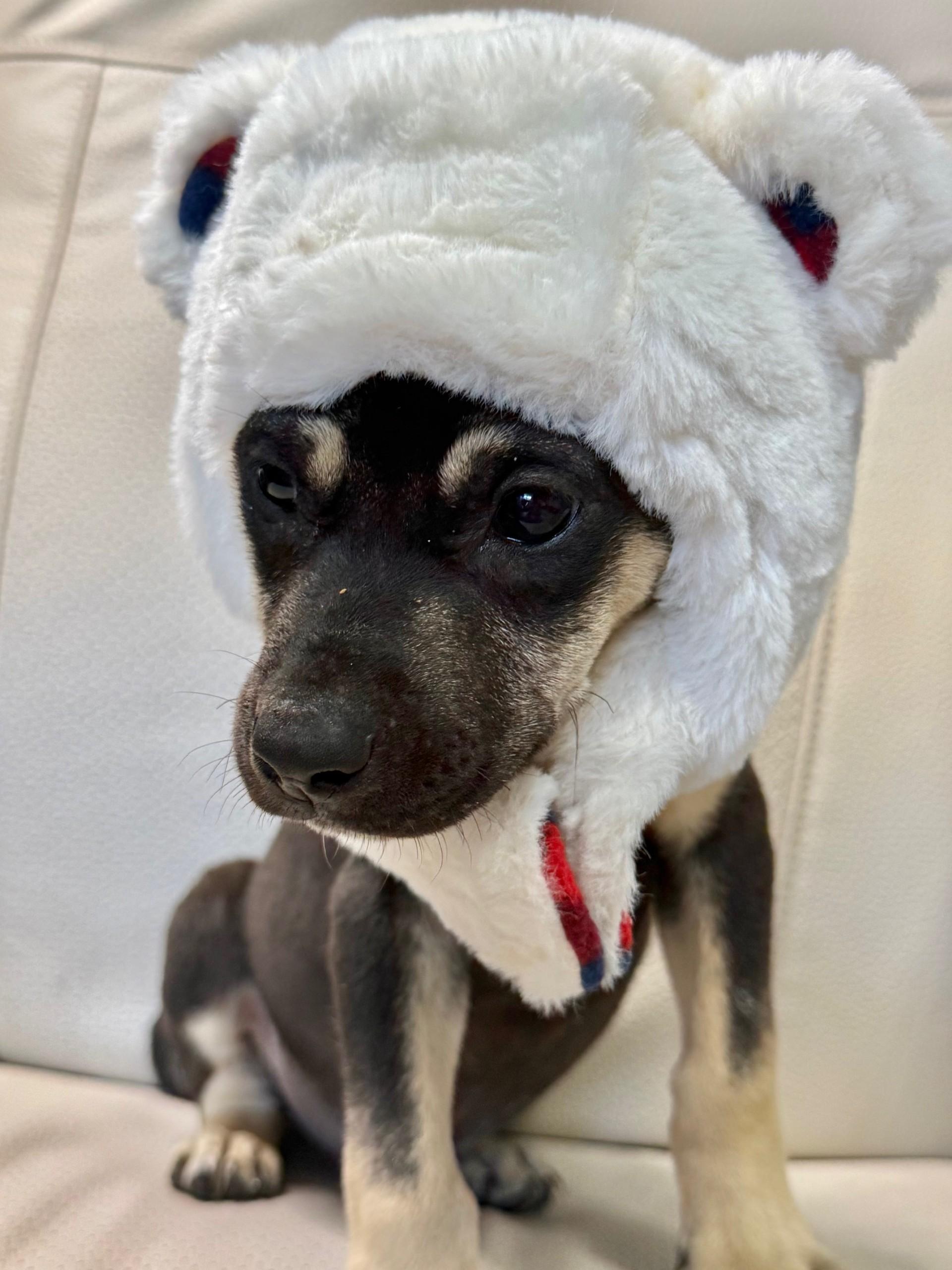 Enlarge PINNOCHIO, a ADOPTABLE mixed breed in Miami, FL image 1/1