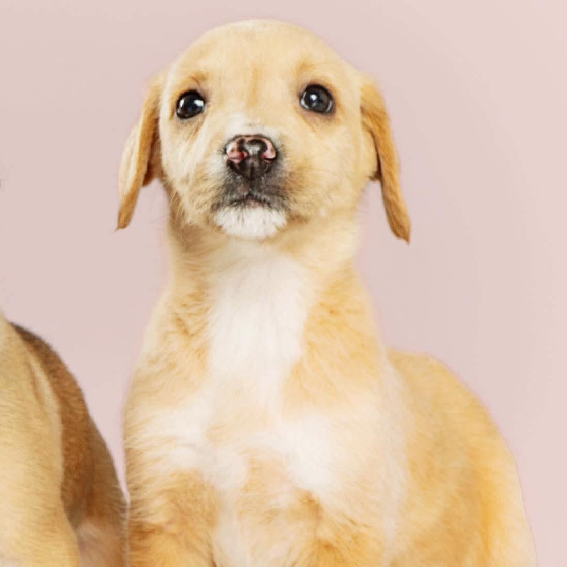 Cookie, ADOPTABLE, Puppy Female Labrador Retriever.