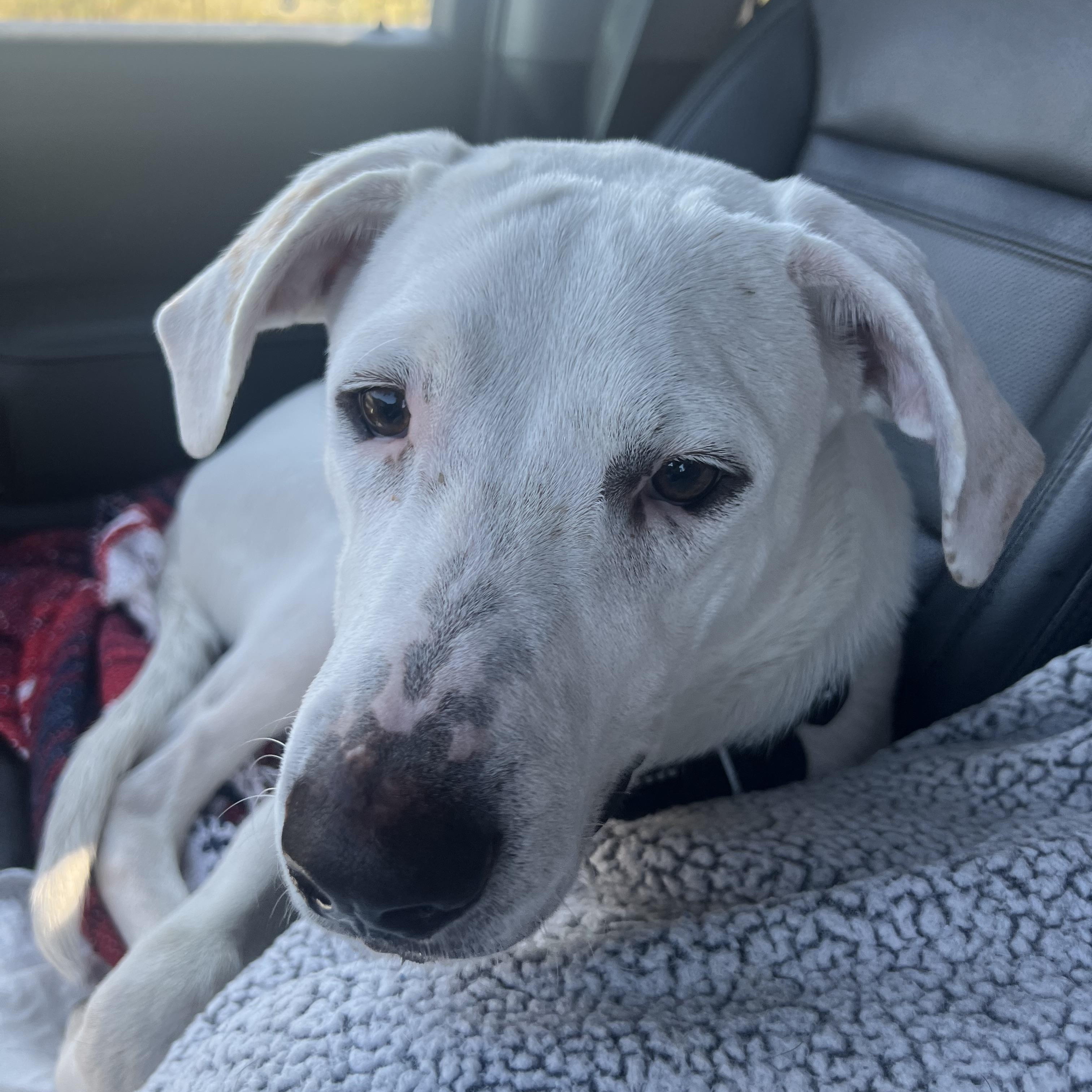Enlarge Wyatt, a Adoptable mixed breed in West Lafayette, IN image 3/5