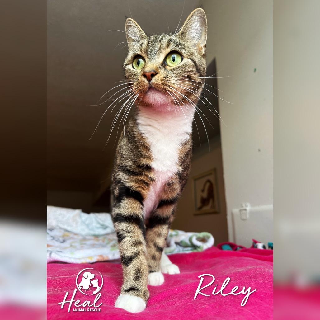 Enlarge Riley, a Adoptable Domestic Short Hair in Youngwood, PA image 1/3