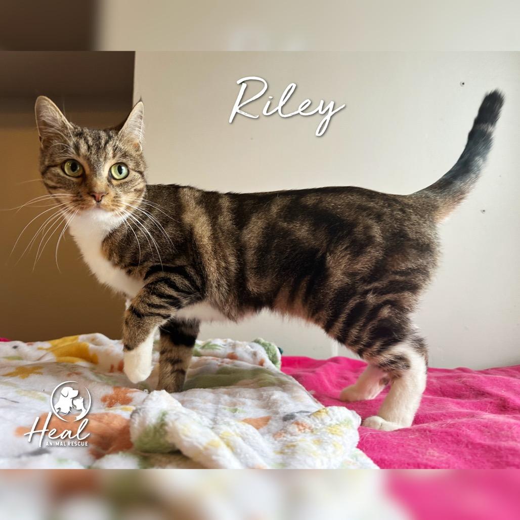 Enlarge Riley, a Adoptable Domestic Short Hair in Youngwood, PA image 2/3