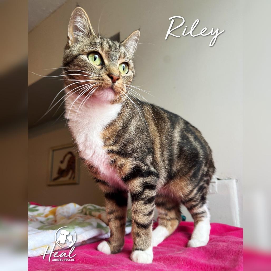 Enlarge Riley, a Adoptable Domestic Short Hair in Youngwood, PA image 3/3