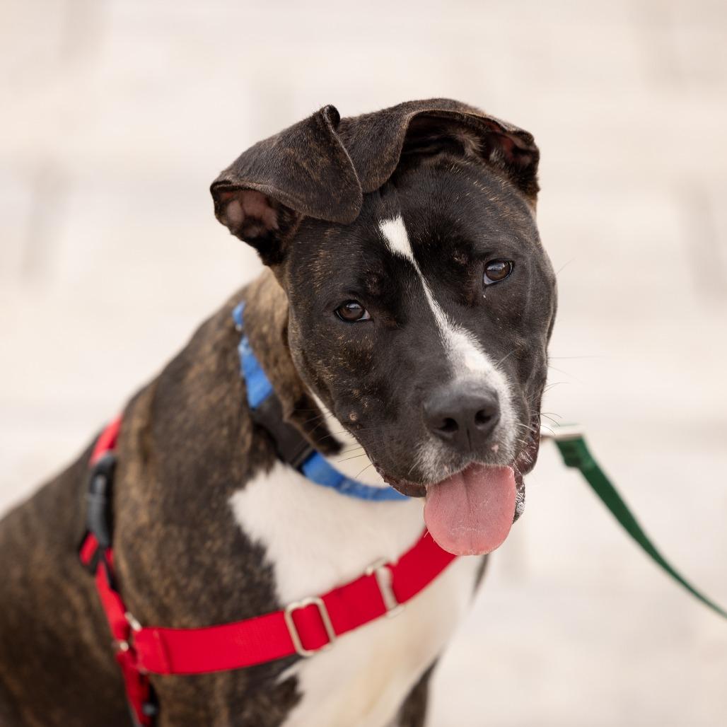 Firefly, Adoptable, Young Female Mixed Breed.