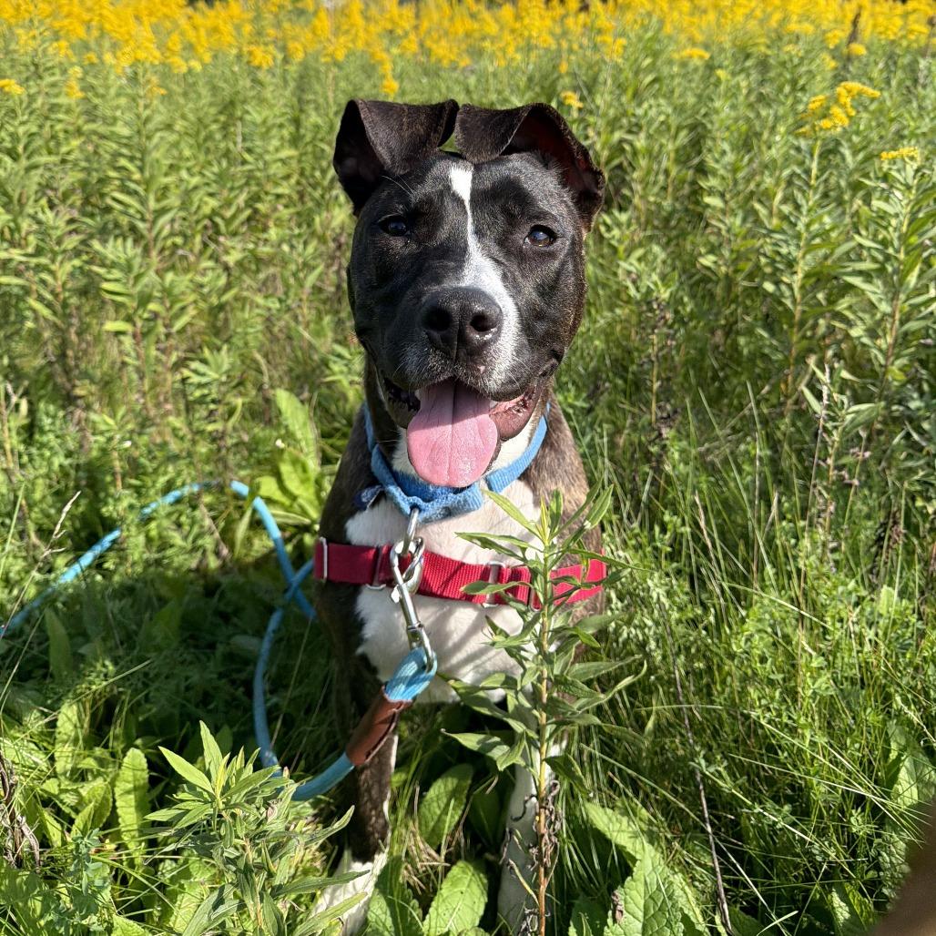 Firefly, Adoptable, Young Female Mixed Breed.