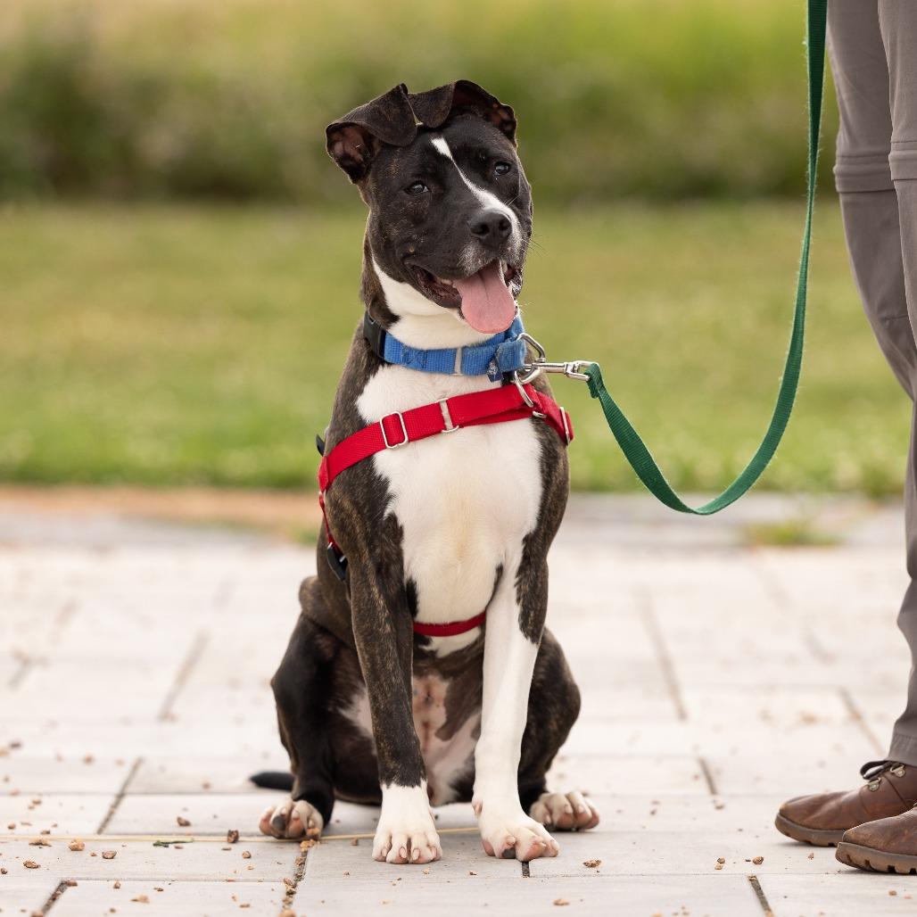 Firefly, Adoptable, Young Female Mixed Breed.