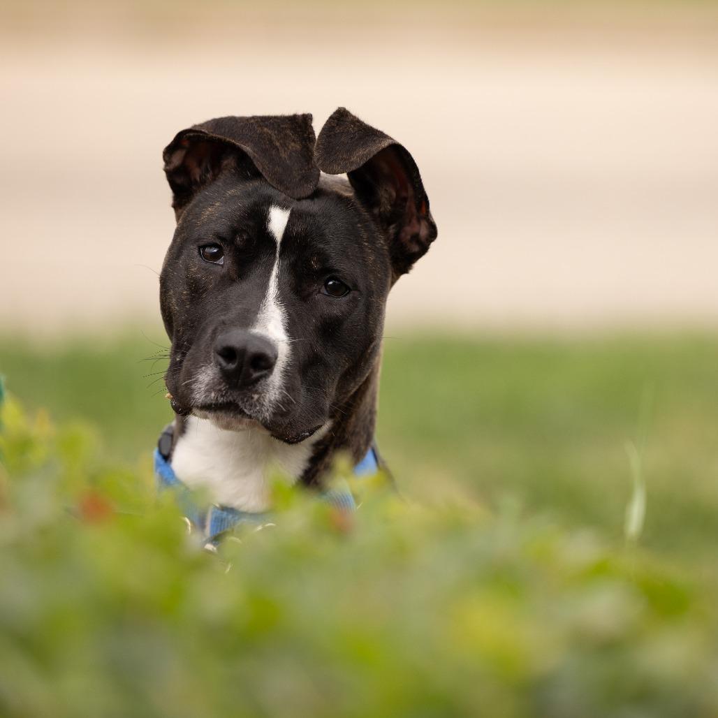 Firefly, a Adoptable Mixed Breed in Waukesha, WI image 3/6