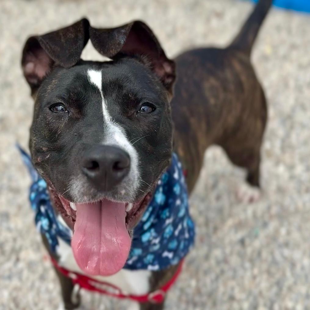 Firefly, a Adoptable Mixed Breed in Waukesha, WI image 4/6