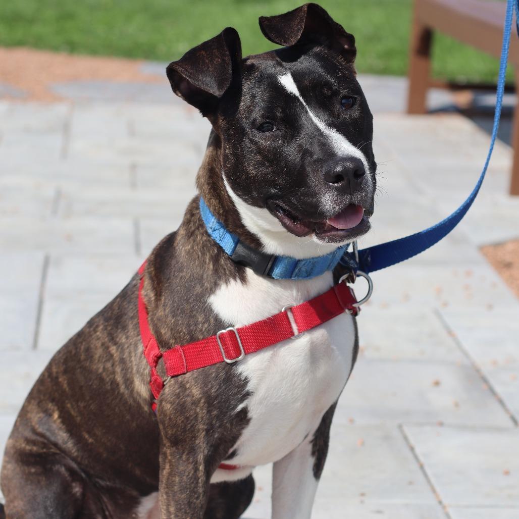 Firefly, a Adoptable Mixed Breed in Waukesha, WI image 3/5