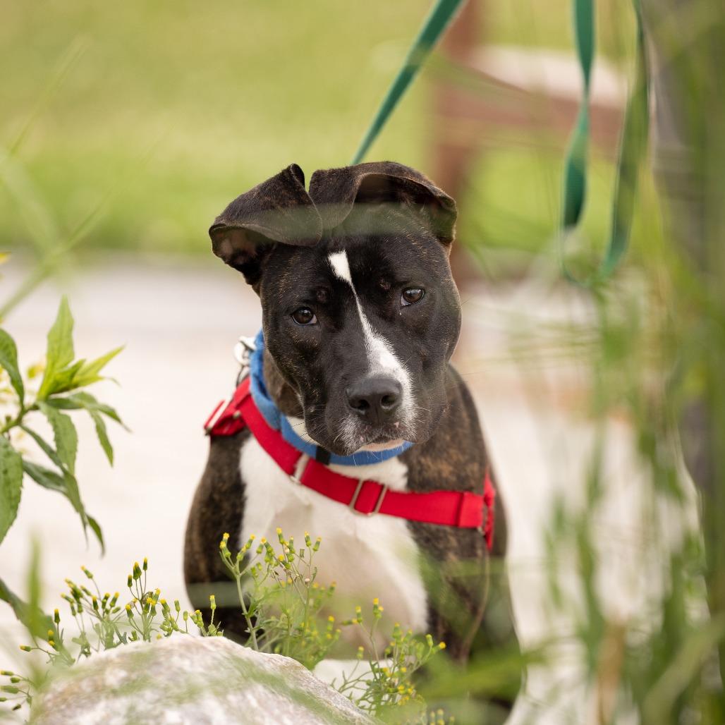 Firefly, a Adoptable Mixed Breed in Waukesha, WI image 5/6