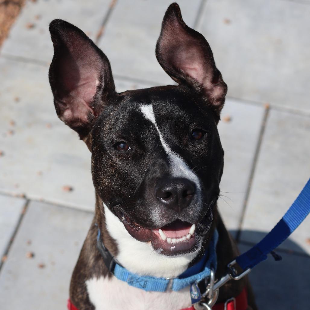Firefly, a Adoptable Mixed Breed in Waukesha, WI image 4/5