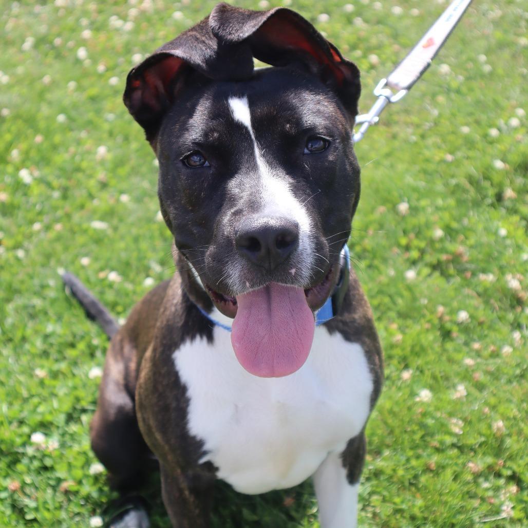 Firefly, a Adoptable Mixed Breed in Waukesha, WI image 5/5