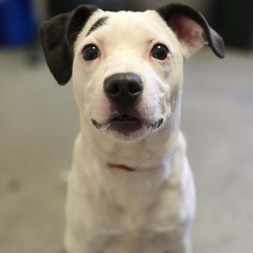 Enlarge Purdie, a Adoptable mixed breed in Pittsford, VT image 1/2